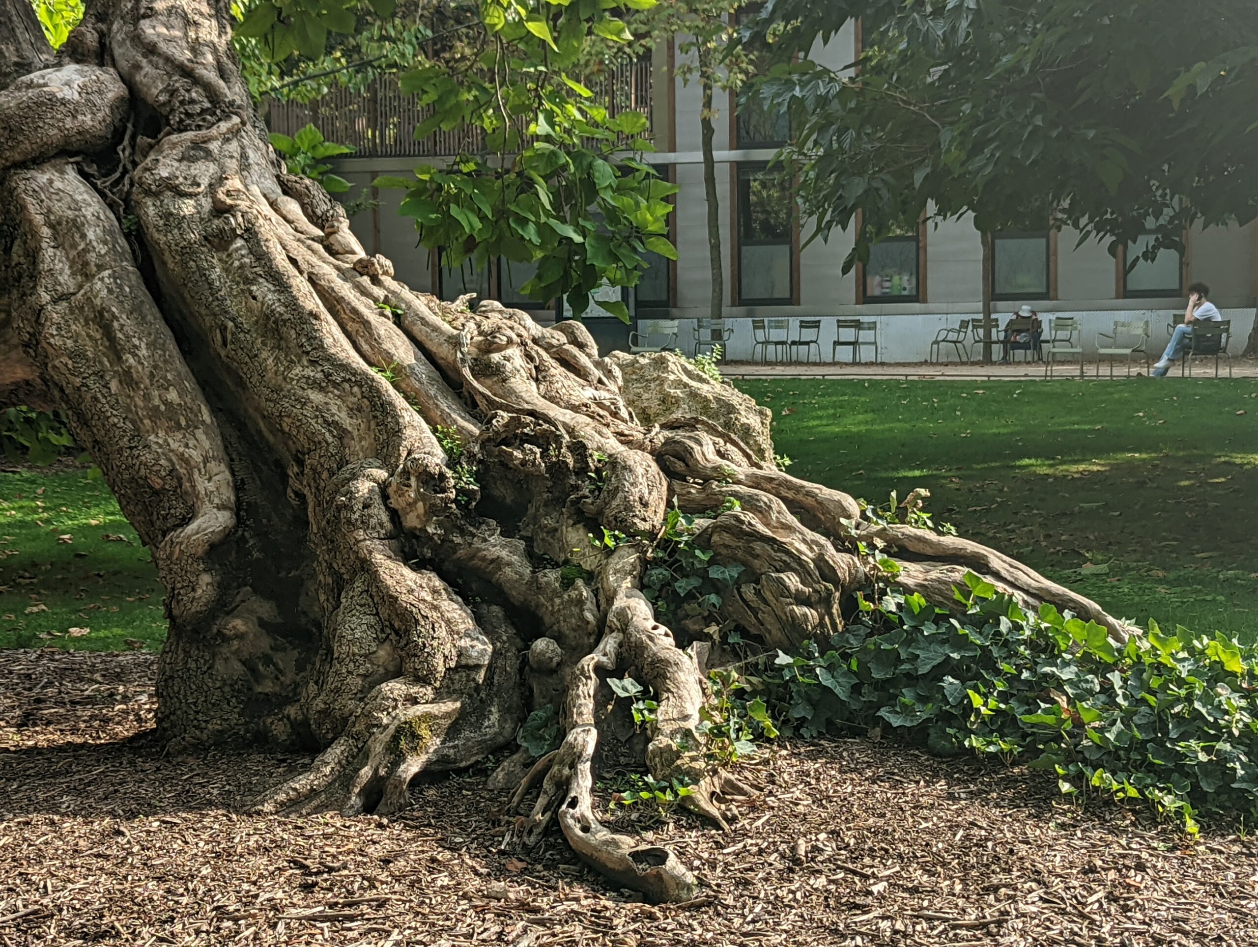 Tree roots with shrubs growing around them and a building in the background