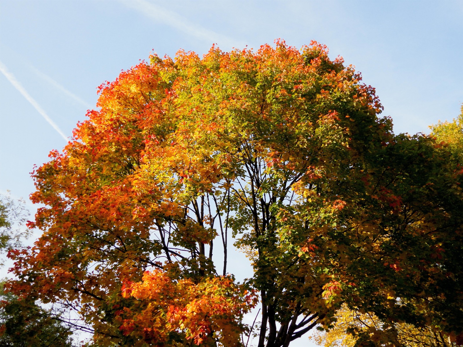 A tree against a pale blue sky with a full canopy turning from green to autumnal orange